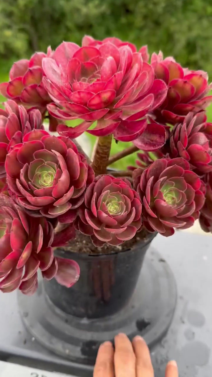 Thumbnail: AEONIUM-UNIQUE 6-LINLANG VARIEGATED