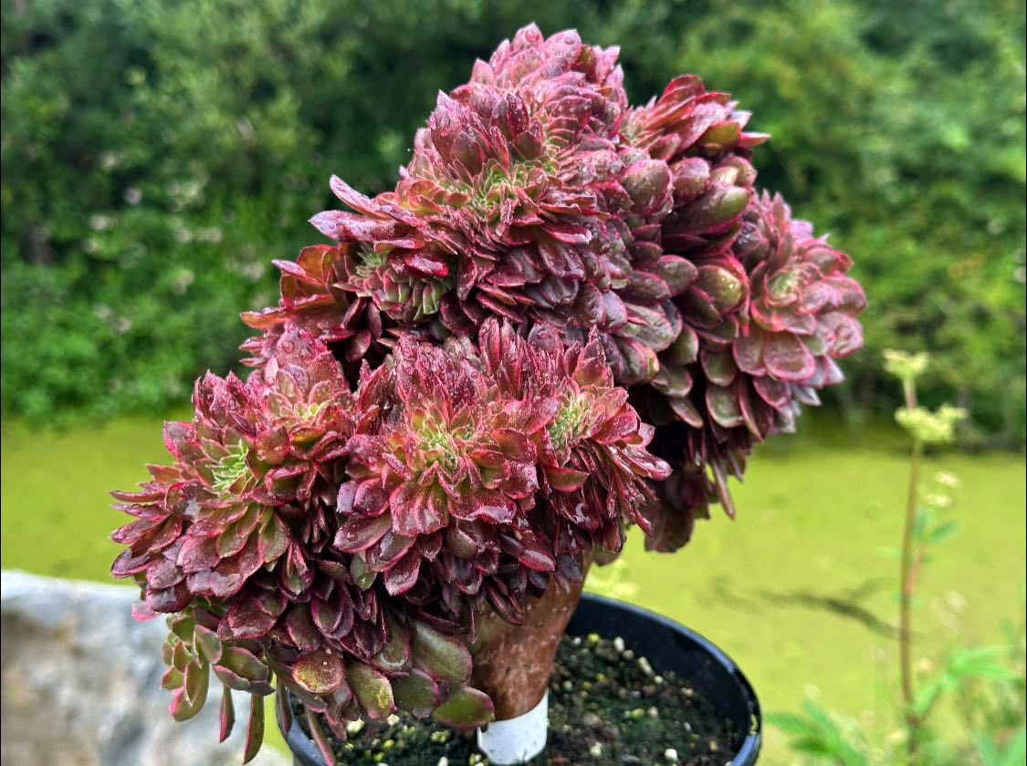AEONIUM-UNIQUE 5-DANQING VARIEGATED CRESTED