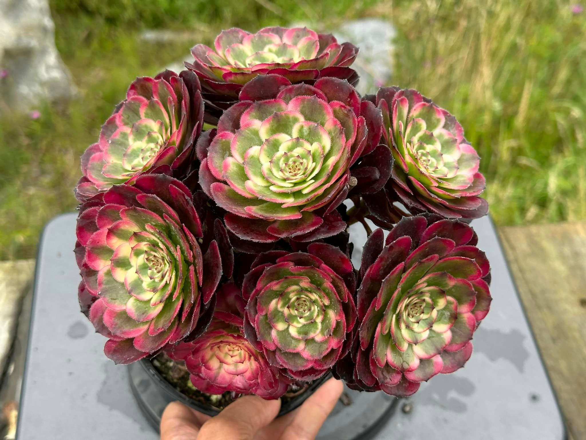 AEONIUM-UNIQUE 13-MOYA VARIEGATED
