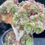 Thumbnail: 3 ON SALE-AEONIUM-UNIQUE 7-HALLOWEEN VARIEGATED CRESTED
