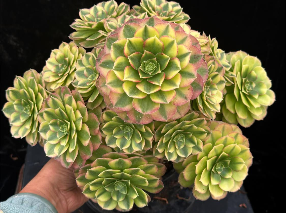 AEONIUM-UNIQUE 4-REINCARNATION VARIEGATED