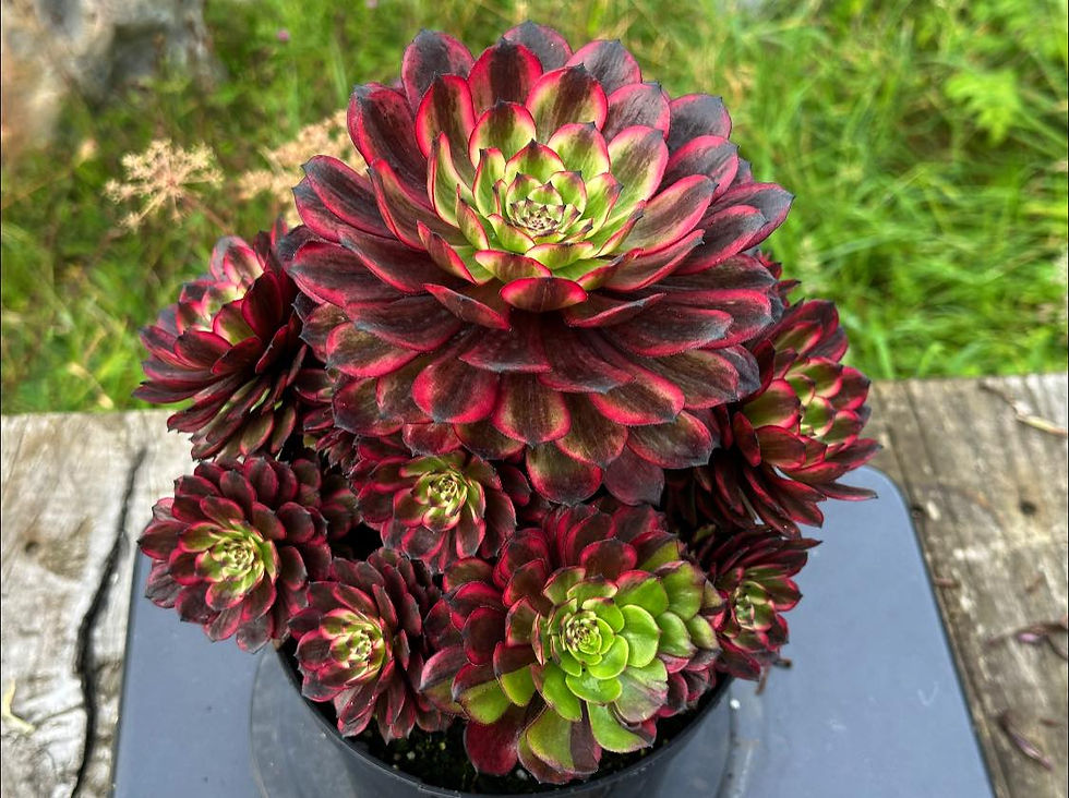 Thumbnail: AEONIUM-UNIQUE 1-PARIS NIGHT VARIEGATED
