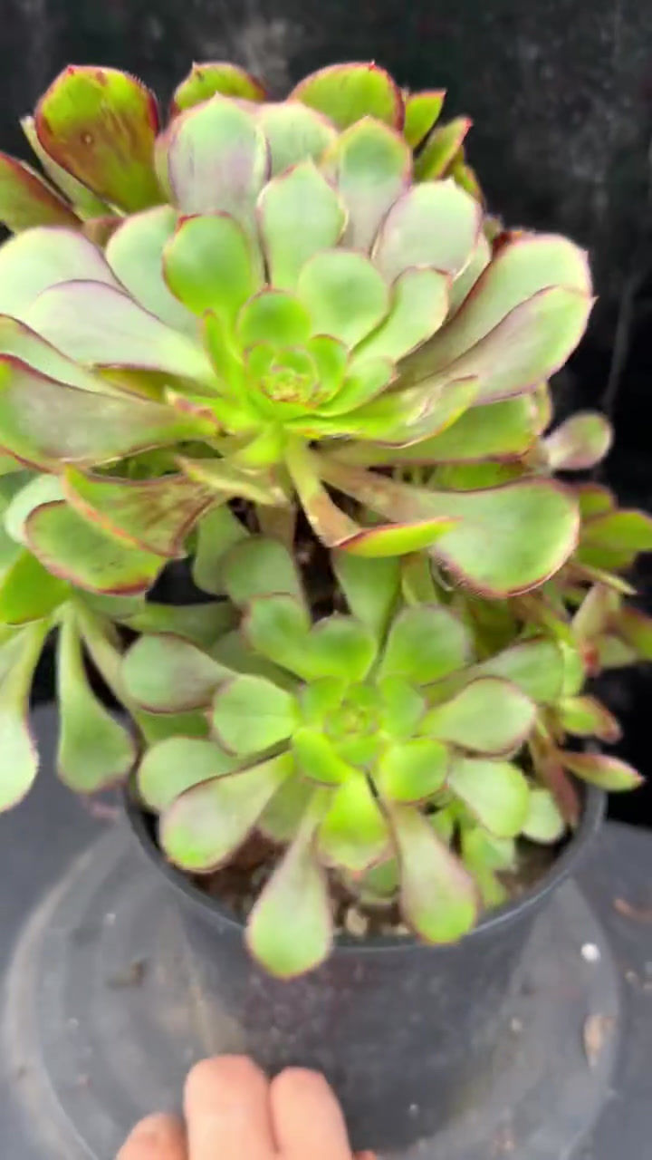 Thumbnail: 1 ON SALE-AEONIUM-UNIQUE 43-CHANEL VARIEGATED