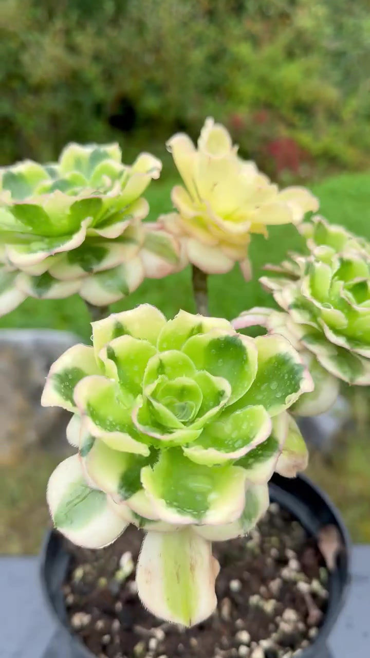 Thumbnail: AEONIUM-UNIQUE 12-ZUSE (YANZI) VARIEGATED