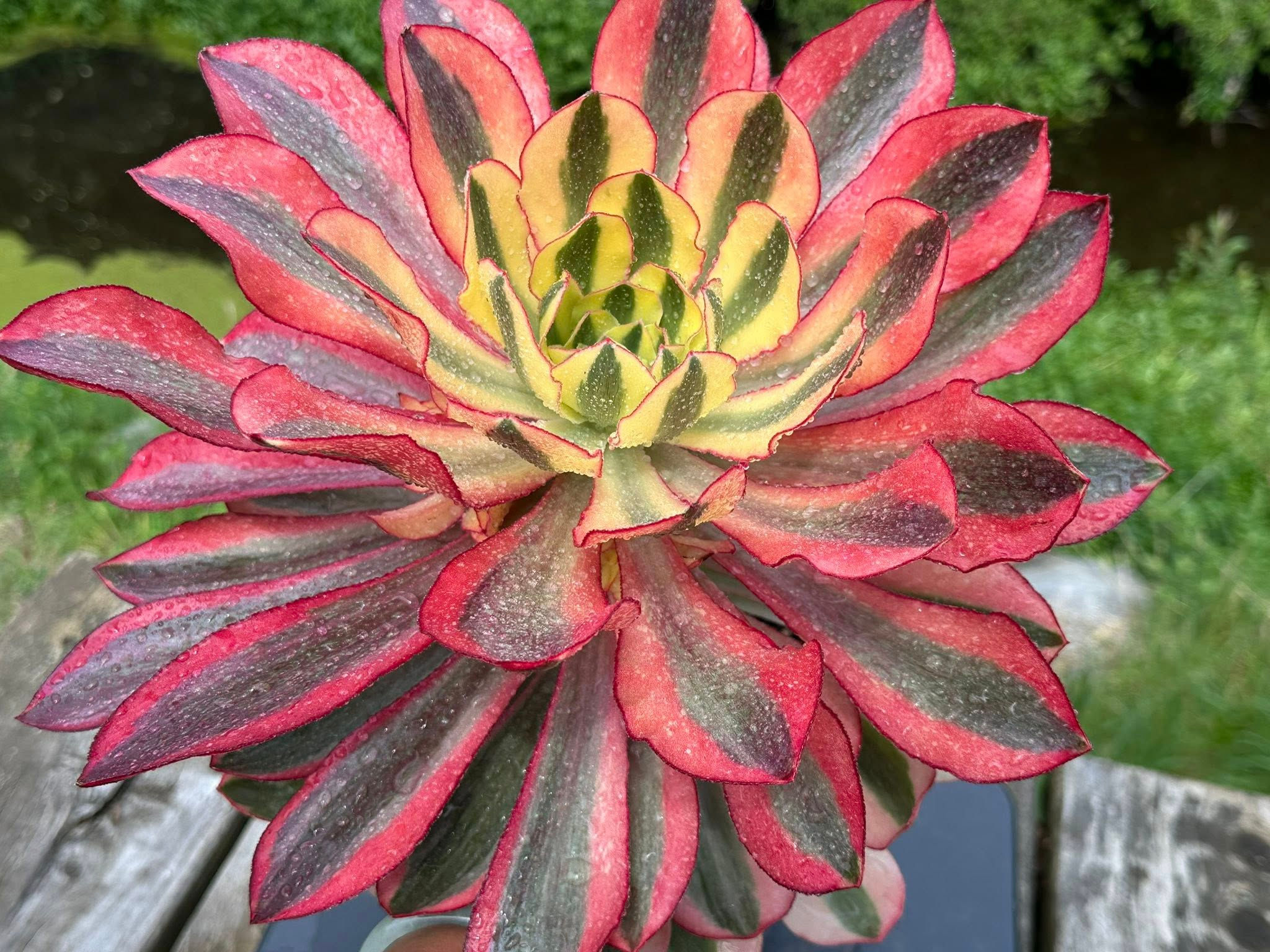 AEONIUM-UNIQUE 58-PHANTOM VARIEGATED