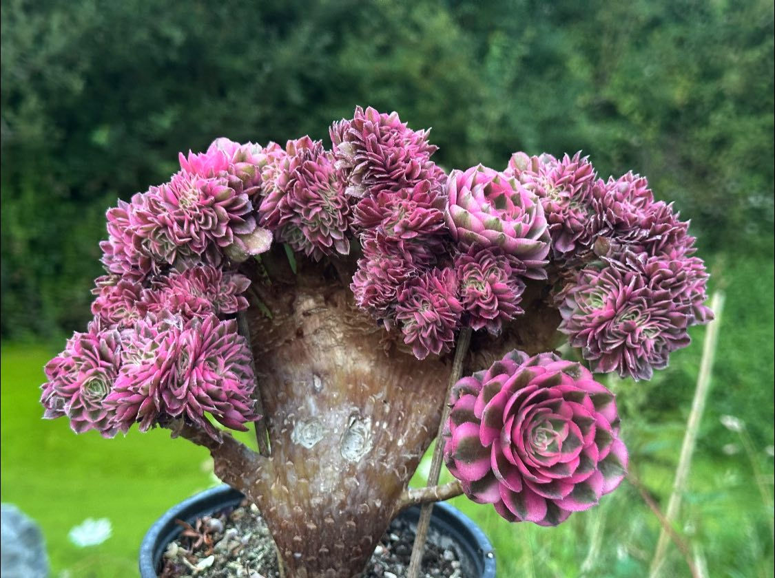 AEONIUM-UNIQUE 51-QINGCHENG VARIEGATED CRESTED