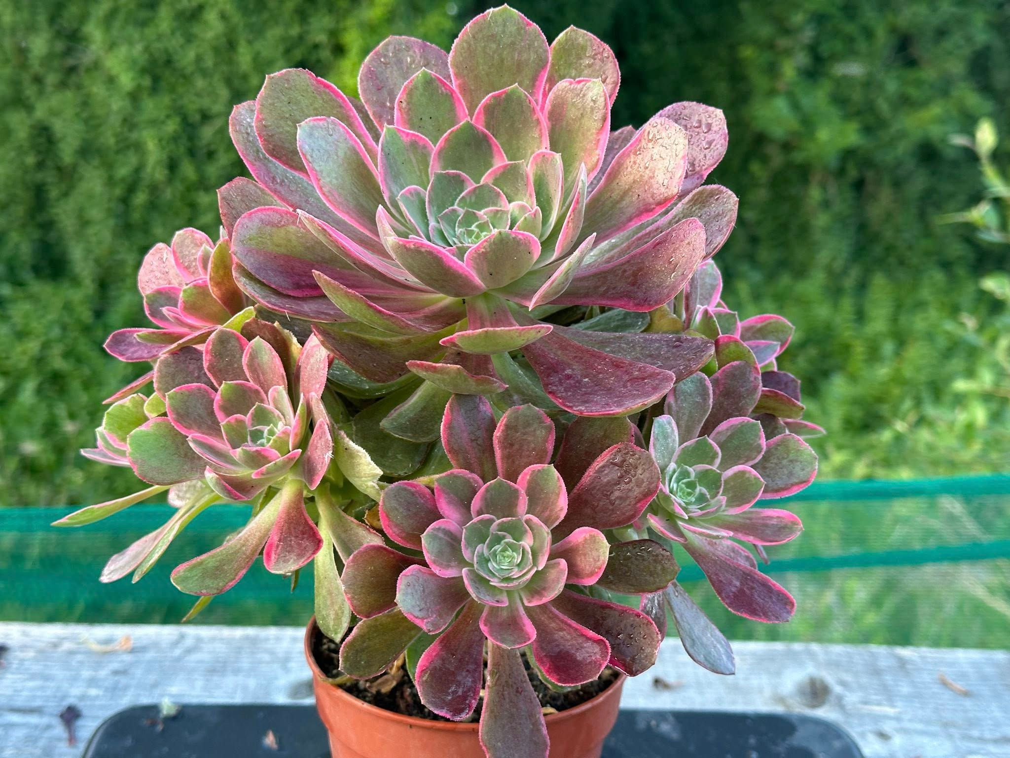 14 ON SALE-AEONIUM-UNIQUE 16-PINK WITCH SILK VARIEGATED