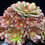 Thumbnail: AEONIUM-UNIQUE 1-DEVIL'S KISS VARIEGATED