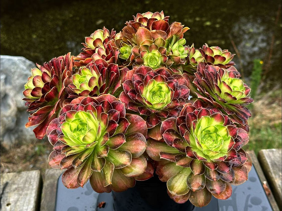 AEONIMU-UNIQUE 1-PINK WITCH YELLOW VARIEGATED