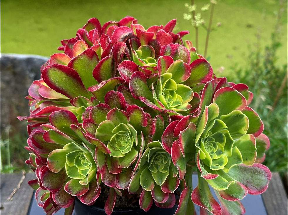 Thumbnail: AEONIUM-UNIQUE 4-TESLA VARIEGATED
