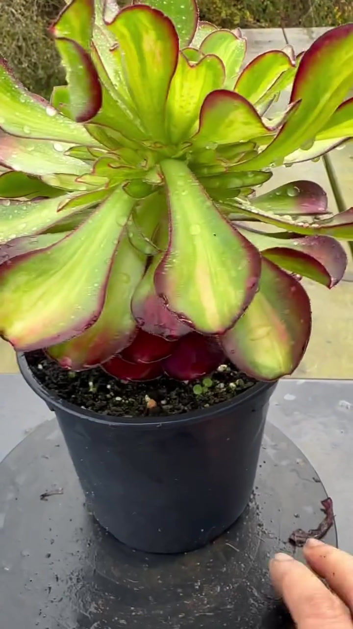 Thumbnail: AEONIUM-UNIQUE 5-CHARM VARIEGATED