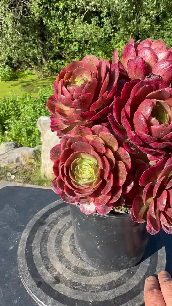 Thumbnail: AEONIUM-UNIQUE 4-LINLANG VARIEGATE
