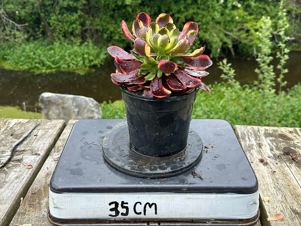 Thumbnail: AEONIUM-SUPER BANG VARIEGATED-S