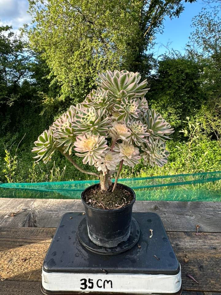 Thumbnail: AEONIUM-UNIQUE 6-WHITE BRANDY VARIEGATED