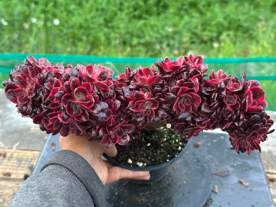 AEONIUM-UNIQUE 43-MEDUSA VARIEGATED CRESTED