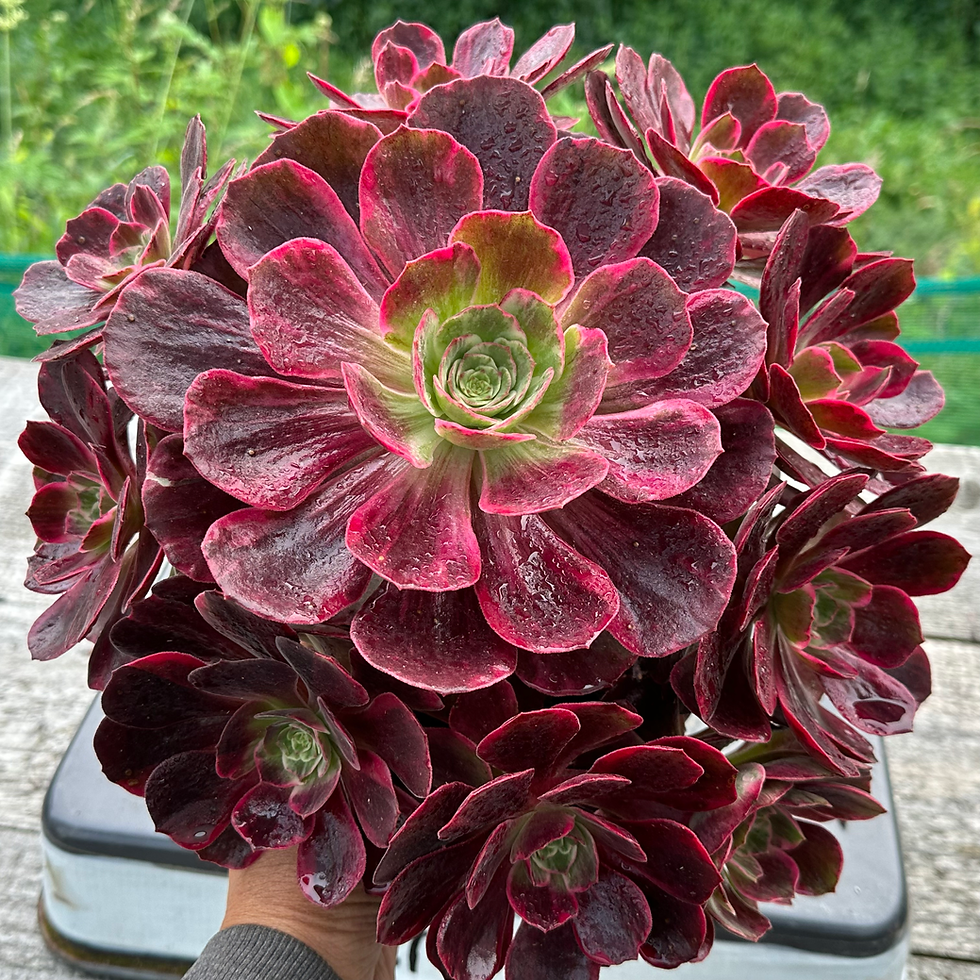 Thumbnail: AEONIUM-UNIQUE 25-AURORA VARIEGATED