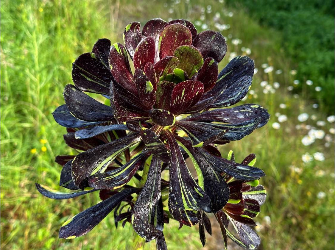 AEONIUM-UNIQUE 5-ZWARTKOP BIGBANG VARIEGATED