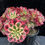 Thumbnail: 6 ON SALE-AEONIUM-UNIQUE 1-HONGXIU VARIEGATED