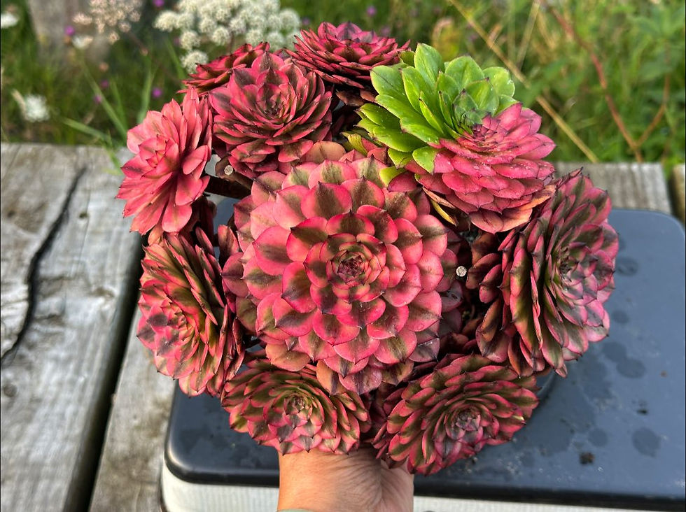Thumbnail: AEONIUM-UNIQUE 19-MEIJI VARIEGATED