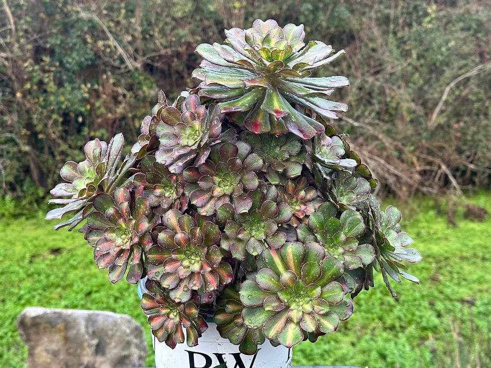 Thumbnail: UNIQUE 5-SUNSET VARIEGATED