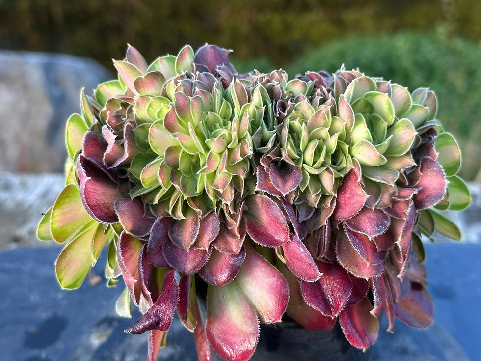Thumbnail: AEONIUM-UNIQUE 37-PINK WITCH YELLOW MIDDLE VARIEGATED