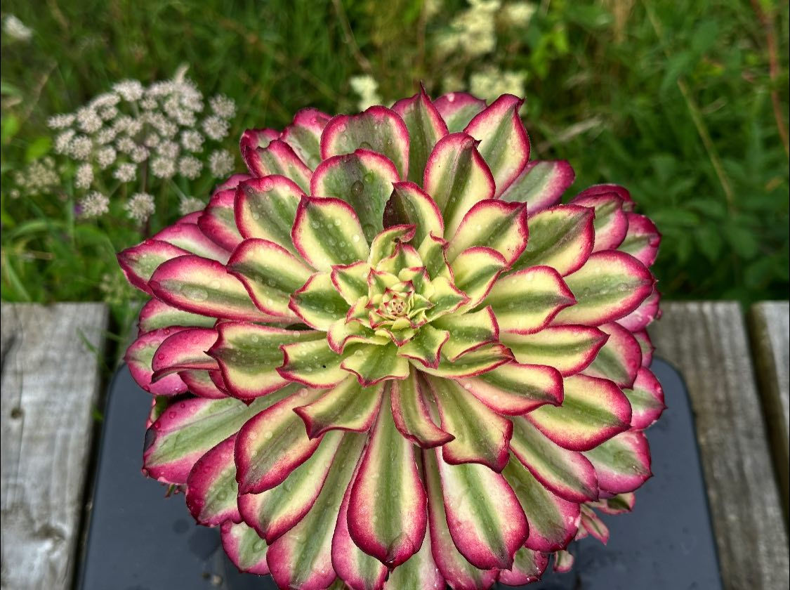 AEONIUM-UNIQUE 3-ENAMEL VARIEGATED