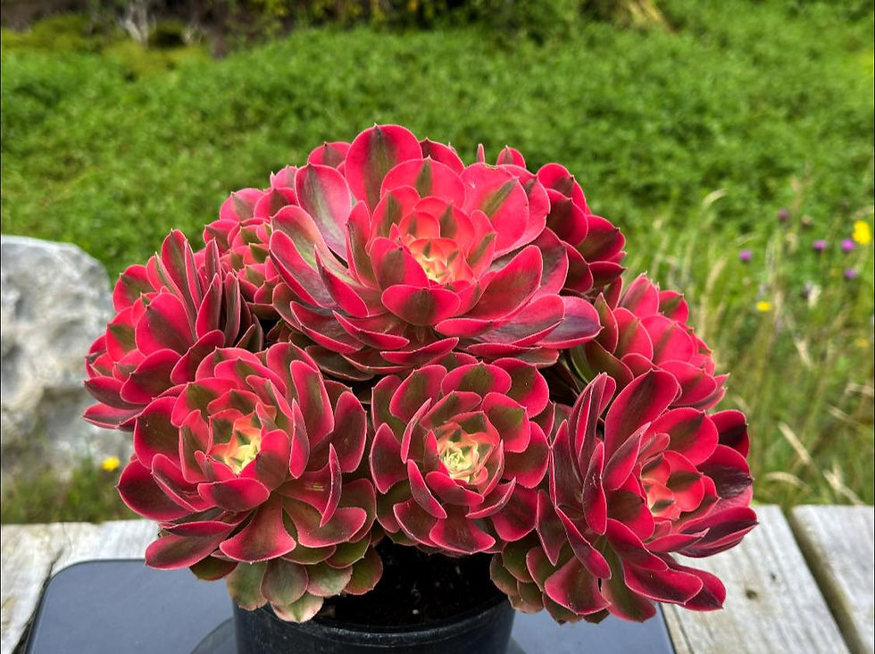 Thumbnail: AEONIUM-UNIQUE 46-PRINCESS VARIEGATED