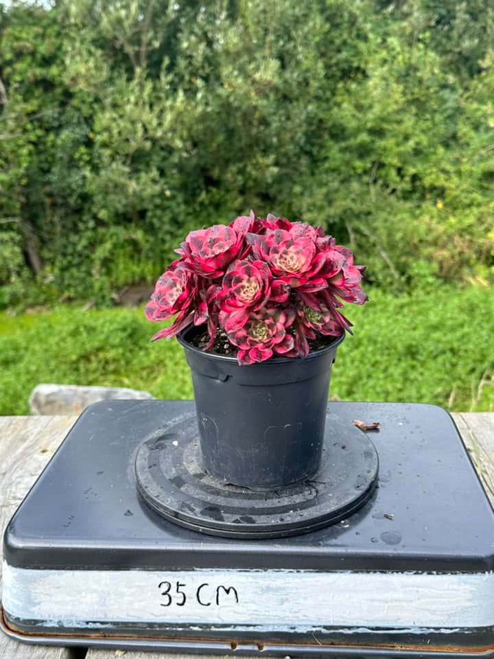 Thumbnail: AEONIUM-UNIQUE 6-MEIYA VARIEGATED