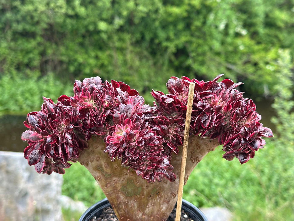 Thumbnail: AEONIUM-UNIQUE 39-MEDUSA VARIEGATED CRESTED