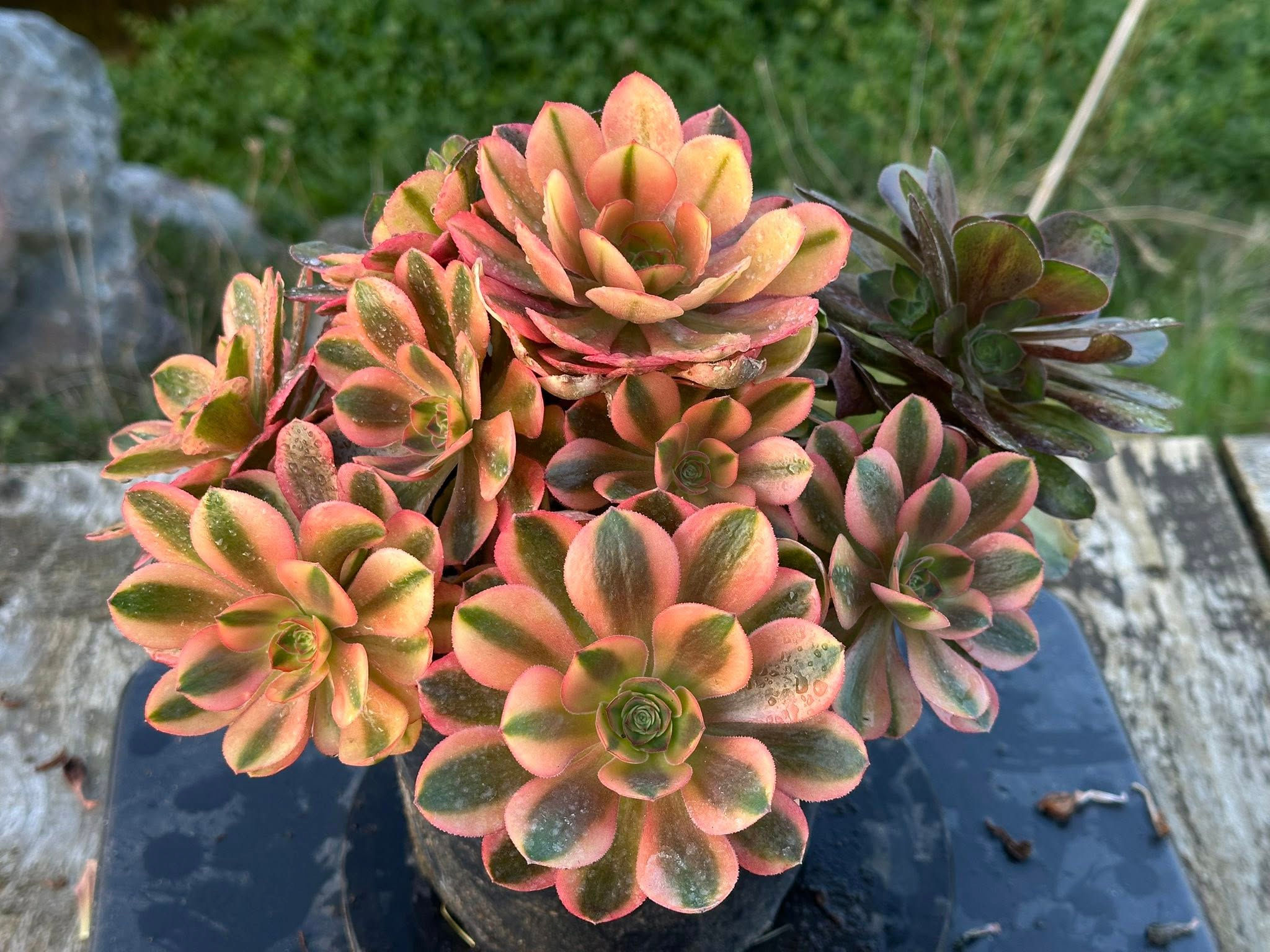 AEONIUM-UNIQUE 38-VARNA VARIEGATED