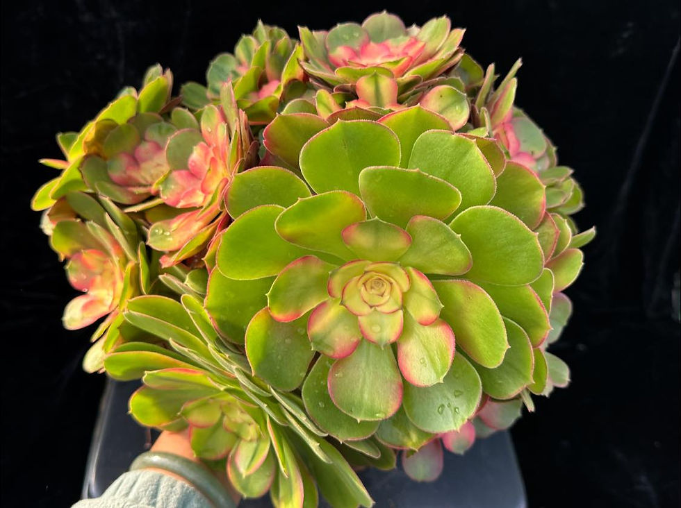 Thumbnail: AEONIUM-UNIQUE 20-ATHENA VARIEGATED