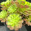 Thumbnail: 2 ON SALE-AEONIUM-UNIQUE 35-PINK WITCH YELLOW MIDDLE VARIEGATED