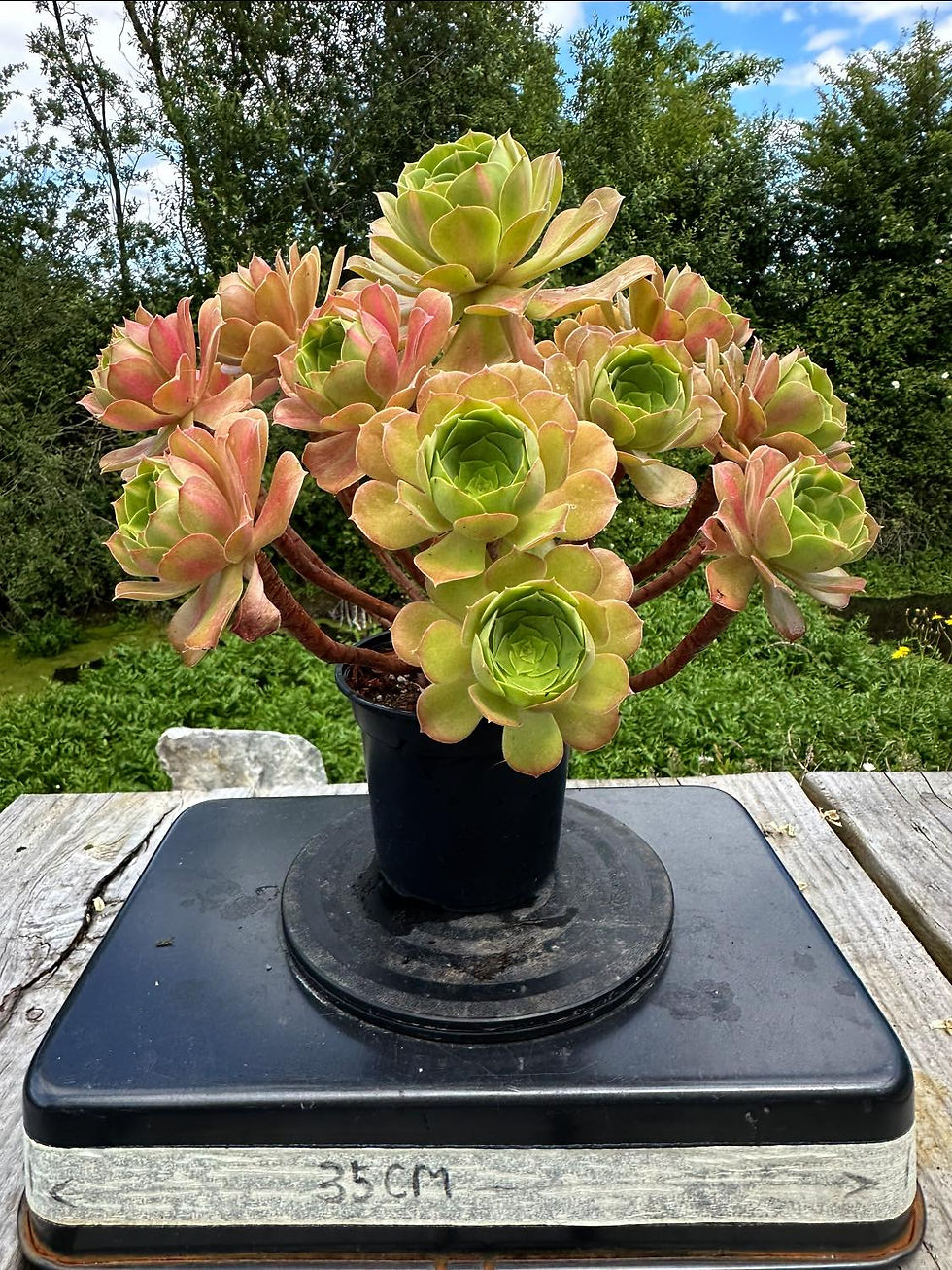 Thumbnail: AEONIUM-UNIQUE 1-PINK WITCH MIDDLE VARIEGATE