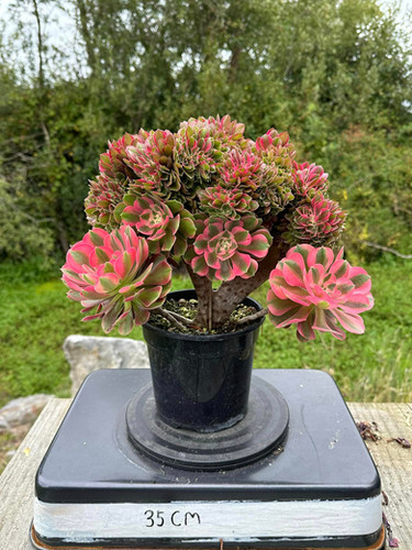 AEONIUM-UNIQUE 50-PRINCESS VARIEGATED CRESTED | Succulent Heaven