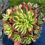 Thumbnail: AEONIUM-UNIQUE 2-PINK CRYSTAL VARIEGATED