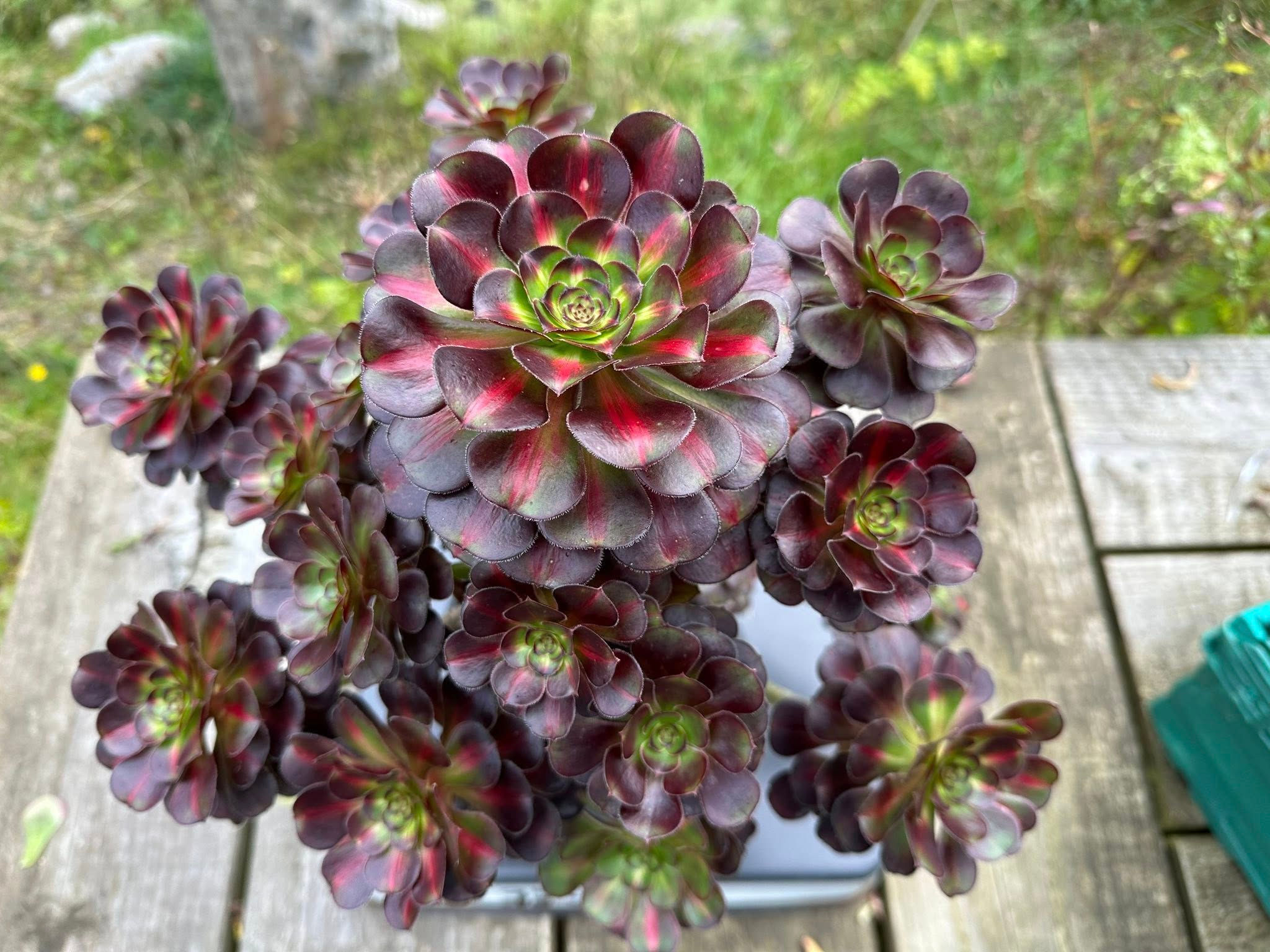 ON SALE-AEONIUM-UNIQUE 12-SUNSET VARIEGATED