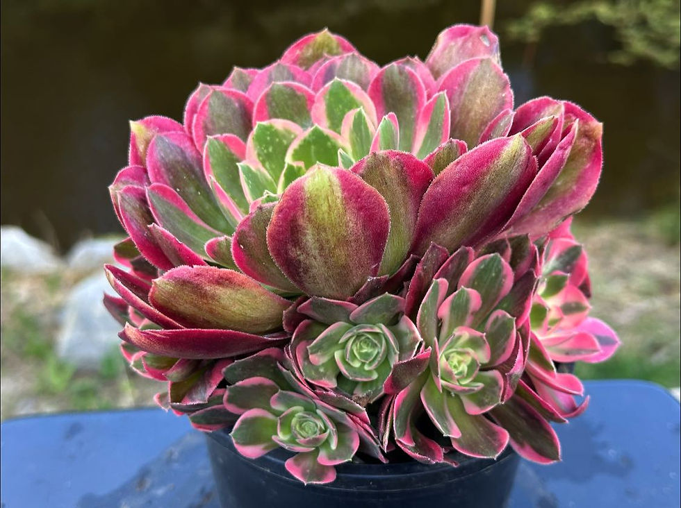 Thumbnail: AEONIMU-UNIQUE 4-PINK LADY VARIEGATED