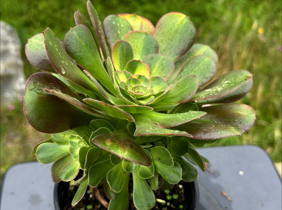Thumbnail: AEONIUM-UNIQUE 2-BLUSHING BEAUTY RAINBOW VARIEGATED