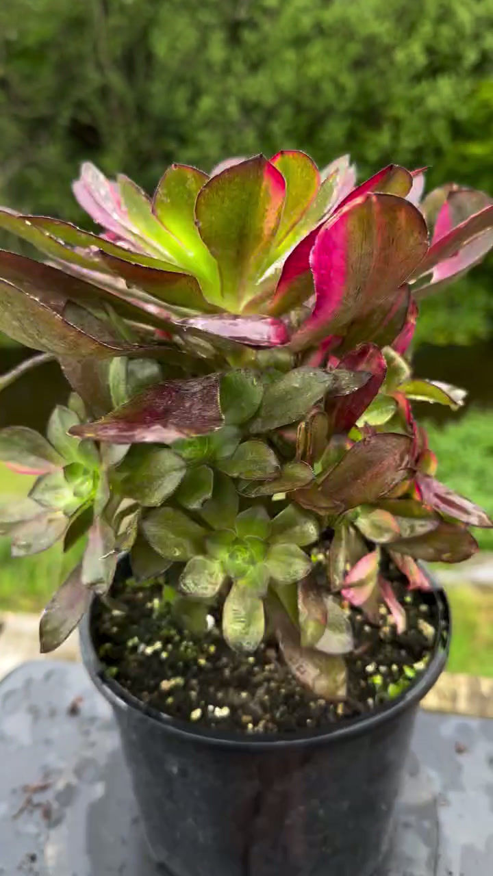 Thumbnail: AEONIUM-UNIQUE 6-VOODOO RAINBOW VARIEGATED