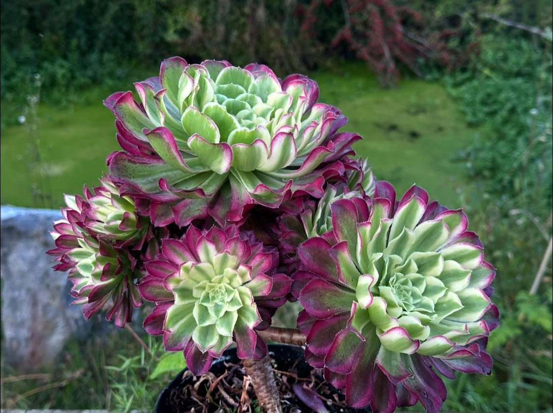 AEONIUM-UNIQUE 10-GREEN SCARLET INK VARIEGATED