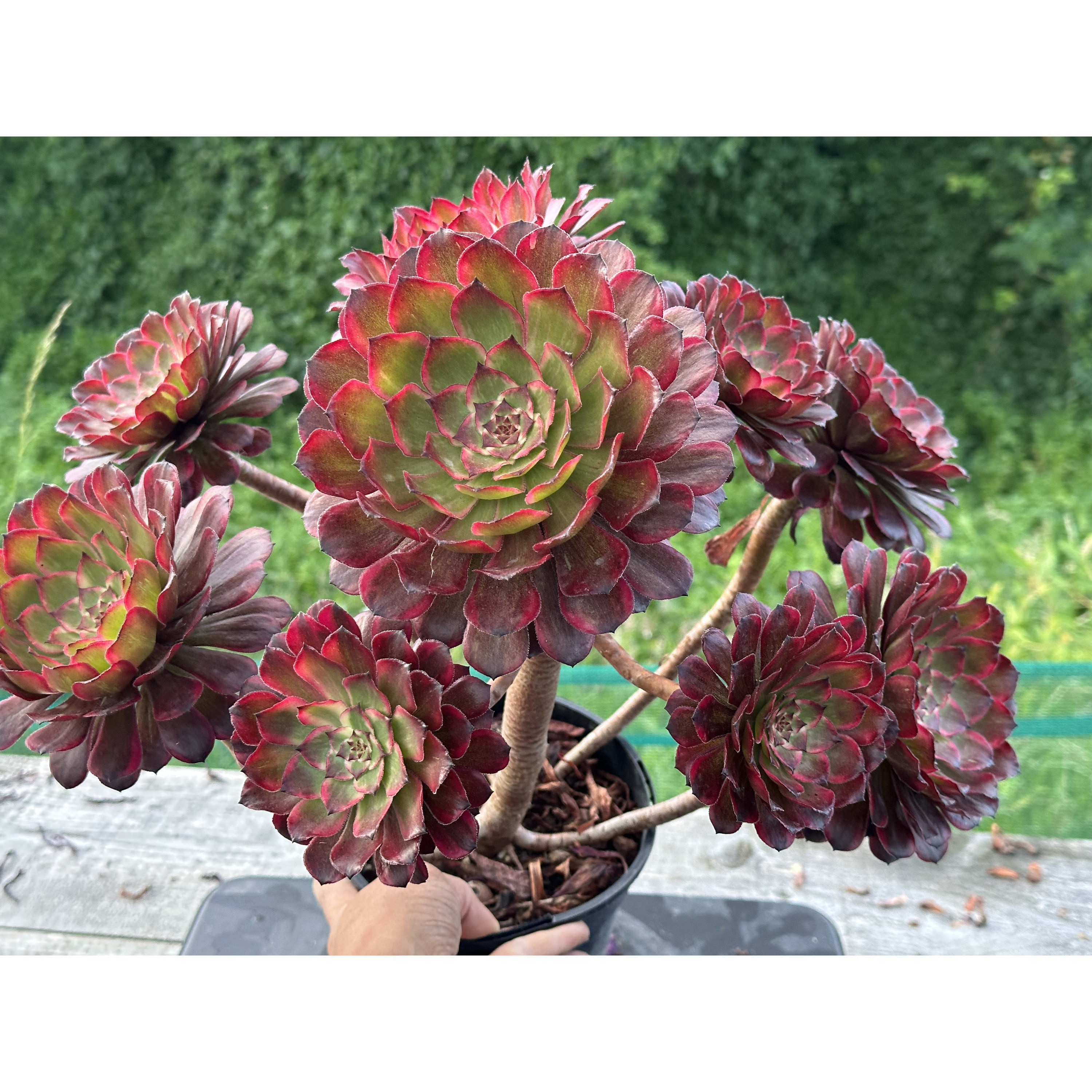 17 ON SALE-AEONIUM-UNIQUE 26-SNOW GIRL VARIEGATED