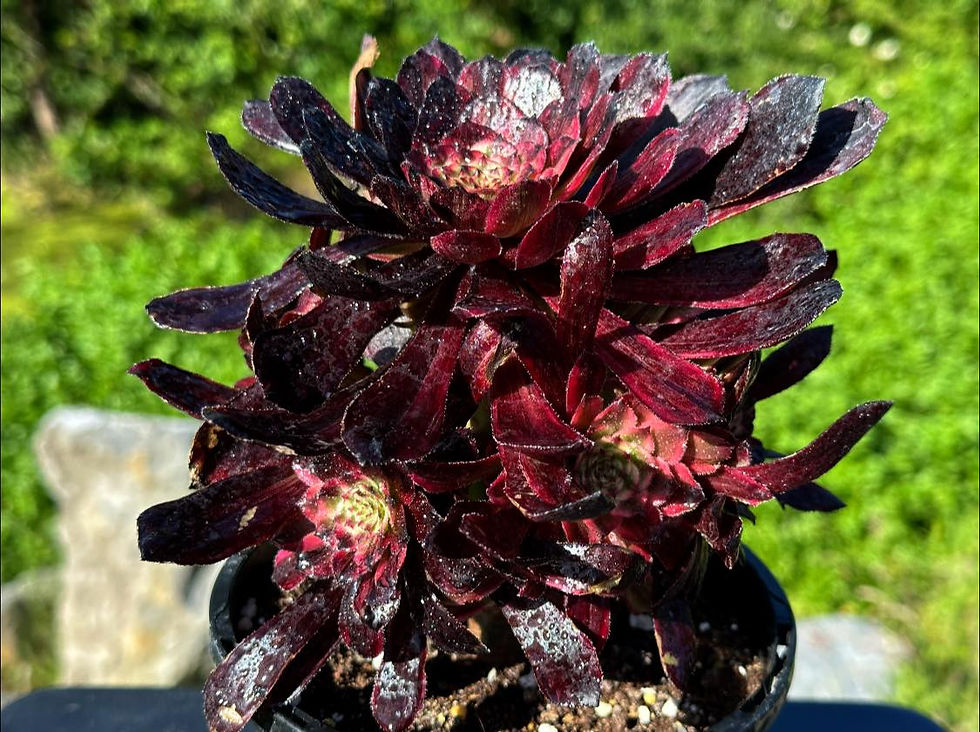 Thumbnail: AEONIUM-UNIQUE 1-SPARK BANG VARIEGATED