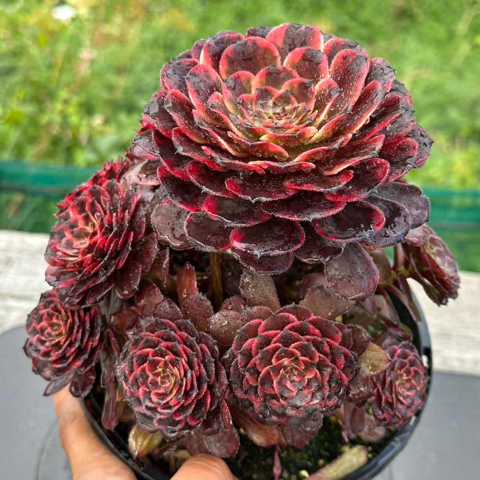 Thumbnail: AEONIUM-UNIQUE 1-FIRE CLOUD VARIEGATED