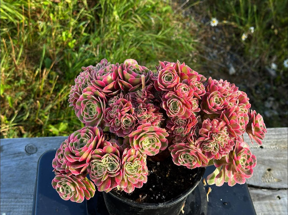 Thumbnail: AEONIUM-UNIQUE 65-PINK WITCH VARIEGATED CRESTED