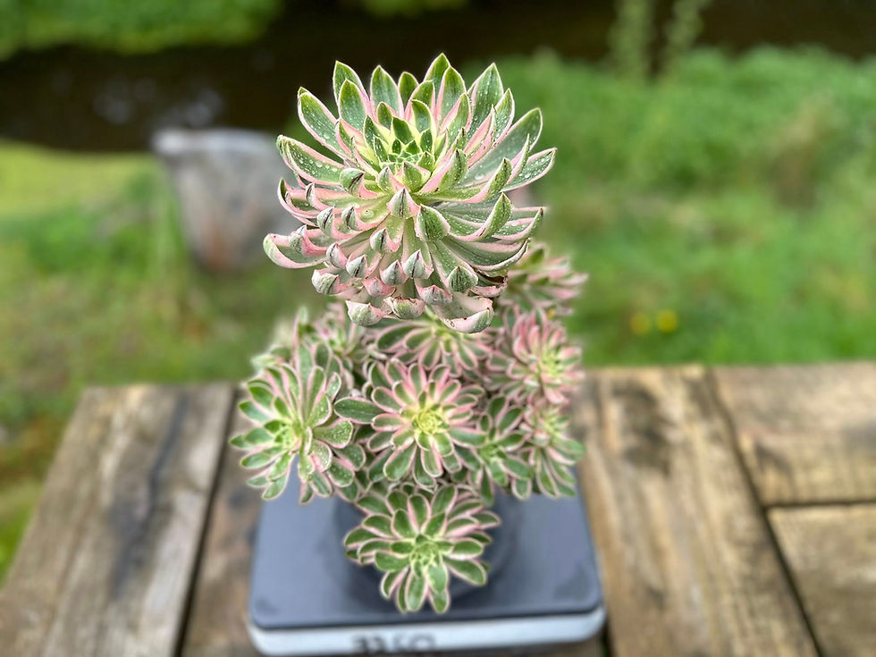 Thumbnail: AEONIUM-UNIQUE 7-GREEN LOTUS VARIEGATED