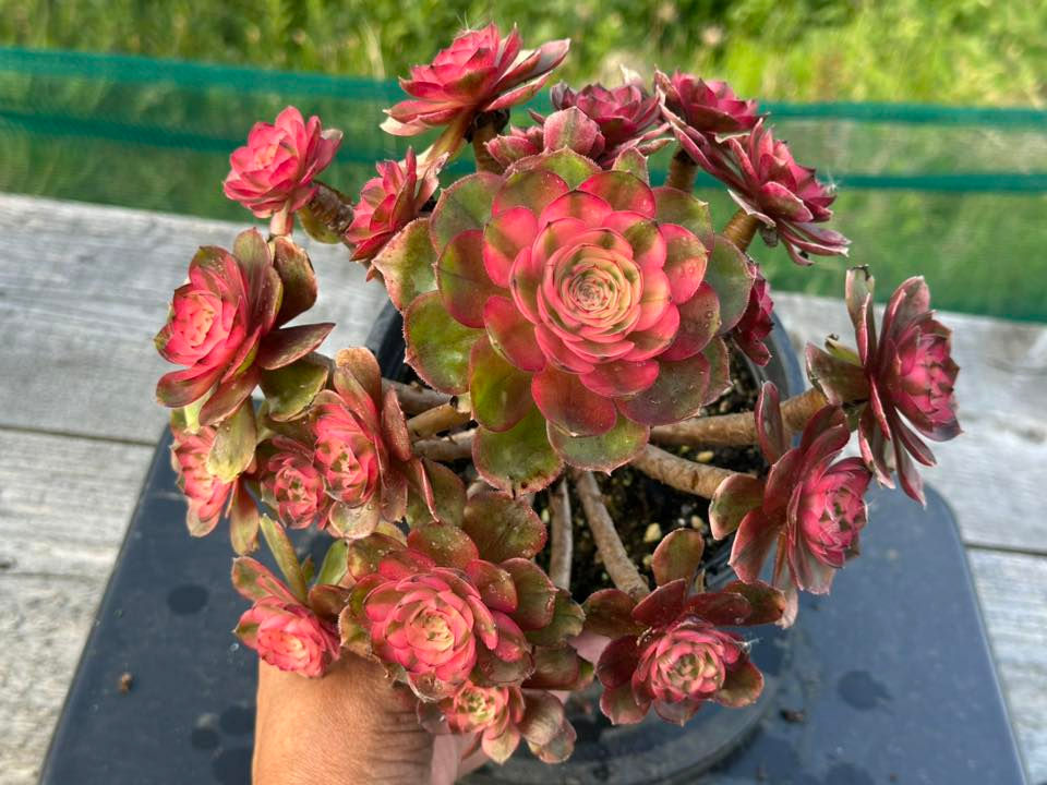 AEONIUM-UNIQUE 21-LITCHI VARIEGATED (QINGCHENG MUTATIONS)