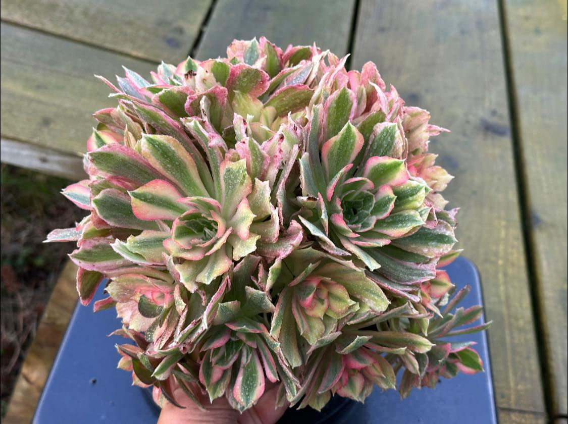 AEONIUM-UNIQUE 5-LIGHT VARIEGATED