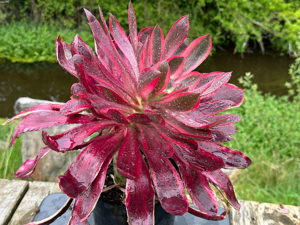 Thumbnail: AEONIUM-UNIQUE 17-VOODOO RED WITCH VARIEGATED