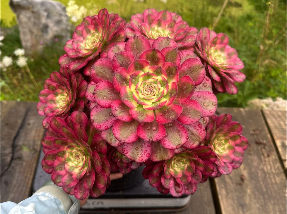 Thumbnail: AEONIUM-UNIQUE 11-VENUS VARIEGATED