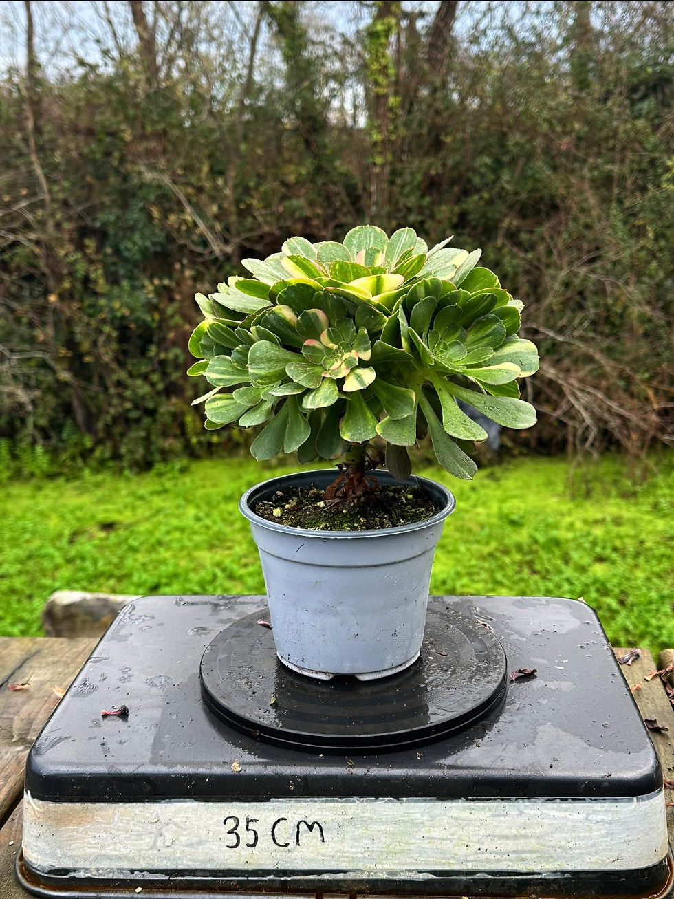 Thumbnail: AEONIUM-UNIQUE 12-BLUSHING BEAUTY RAINBOW VARIEGATED